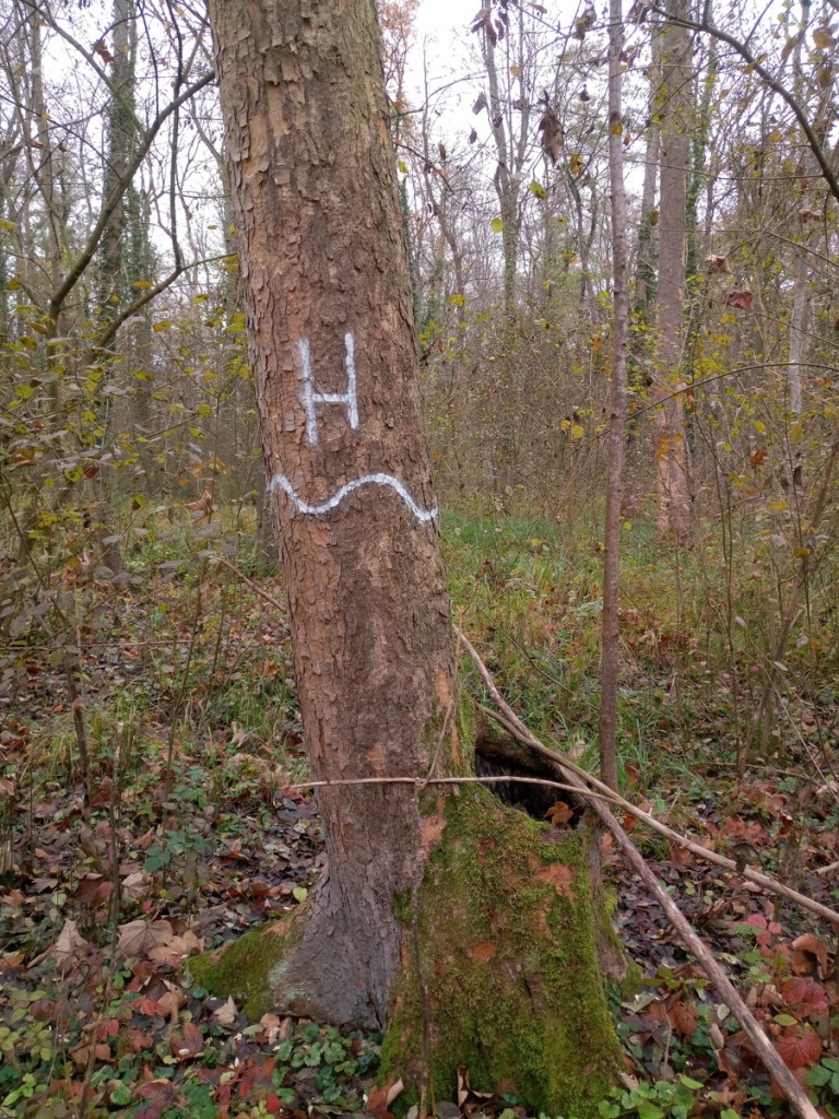 Bild 4 Baum mit weißem H für Habitatbaum