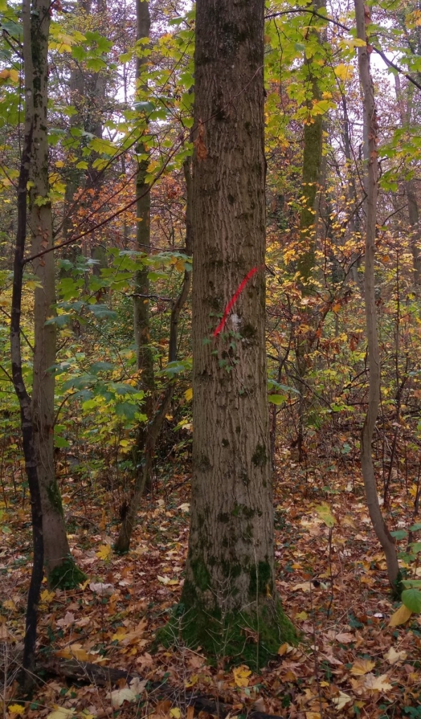 Bild 2 Baum mit rotem Strich